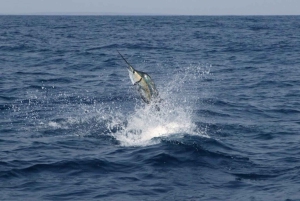 Costa Rica: Halbtägiges privates Sportfischen mit Guide