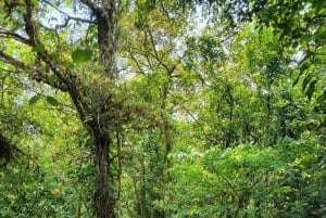 Costa Rica: Tenorio National Park and Sloth Sanctuary Tour