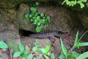 Costa Rica: Tenorio National Park and Sloth Sanctuary Tour