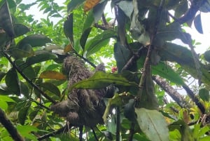 Costa Rica: Tenorio National Park and Sloth Sanctuary Tour