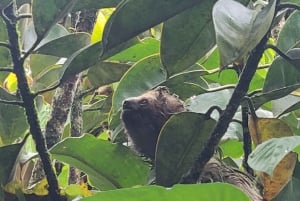 Costa Rica: Tenorio National Park and Sloth Sanctuary Tour