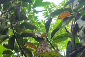 Costa Rica: Tenorio National Park and Sloth Sanctuary Tour