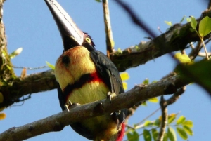 Costa Rica: Tortuguero National Park Walk Guided Tour