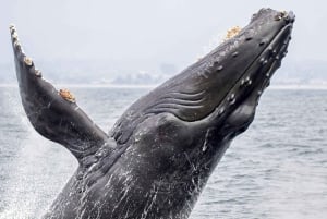 Costa Rica: Whale and Dolphin Watching