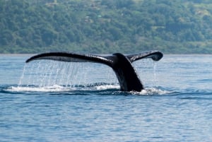 Costa Rica: Whale and Dolphin Watching
