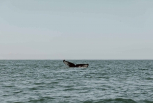 Costa Rica: Whale and Dolphin Watching