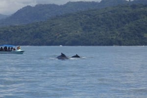 Costa Rica: Whale and Dolphin Watching