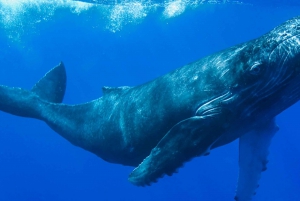 Costa Rica: Whale and Dolphin Watching