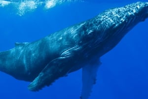 Costa Rica: Avistamiento de ballenas y delfines