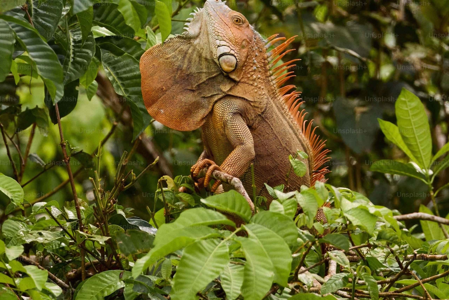 Costa Rica: tour de lujo de 14 horas por lugares poco conocidos