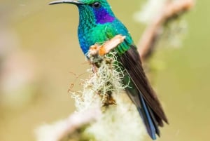 CR Luxe 14-uur durende off-the-beaten-path tour overal