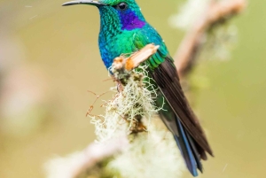 Costa Rica: tour de lujo de 14 horas por lugares poco conocidos