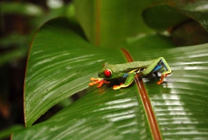 Costa Rica: tour de lujo de 14 horas por lugares poco conocidos