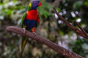 Costa Rica: tour de lujo de 14 horas por lugares poco conocidos