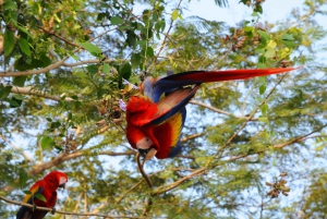 Crocodile Bridge & Carara National Park: Full Day Tour