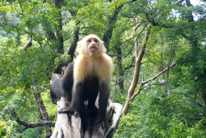 Crocodile Bridge & Carara National Park: Full Day Tour