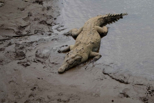 Crocodile Bridge & Carara National Park: Full Day Tour