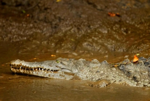 Crocodile Bridge & Carara National Park: Full Day Tour