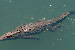 Crocodile Bridge & Carara National Park: Full Day Tour