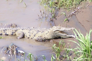 Crocodile Bridge & Carara National Park: Full Day Tour