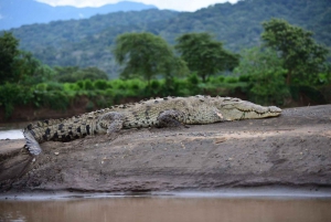 Crocodile Bridge & Carara National Park: Full Day Tour