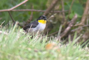 Curi cancha preserve tours