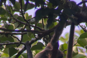 Curi cancha preserve tours