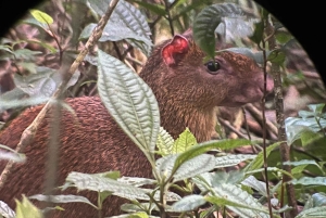 Curi cancha preserve tours