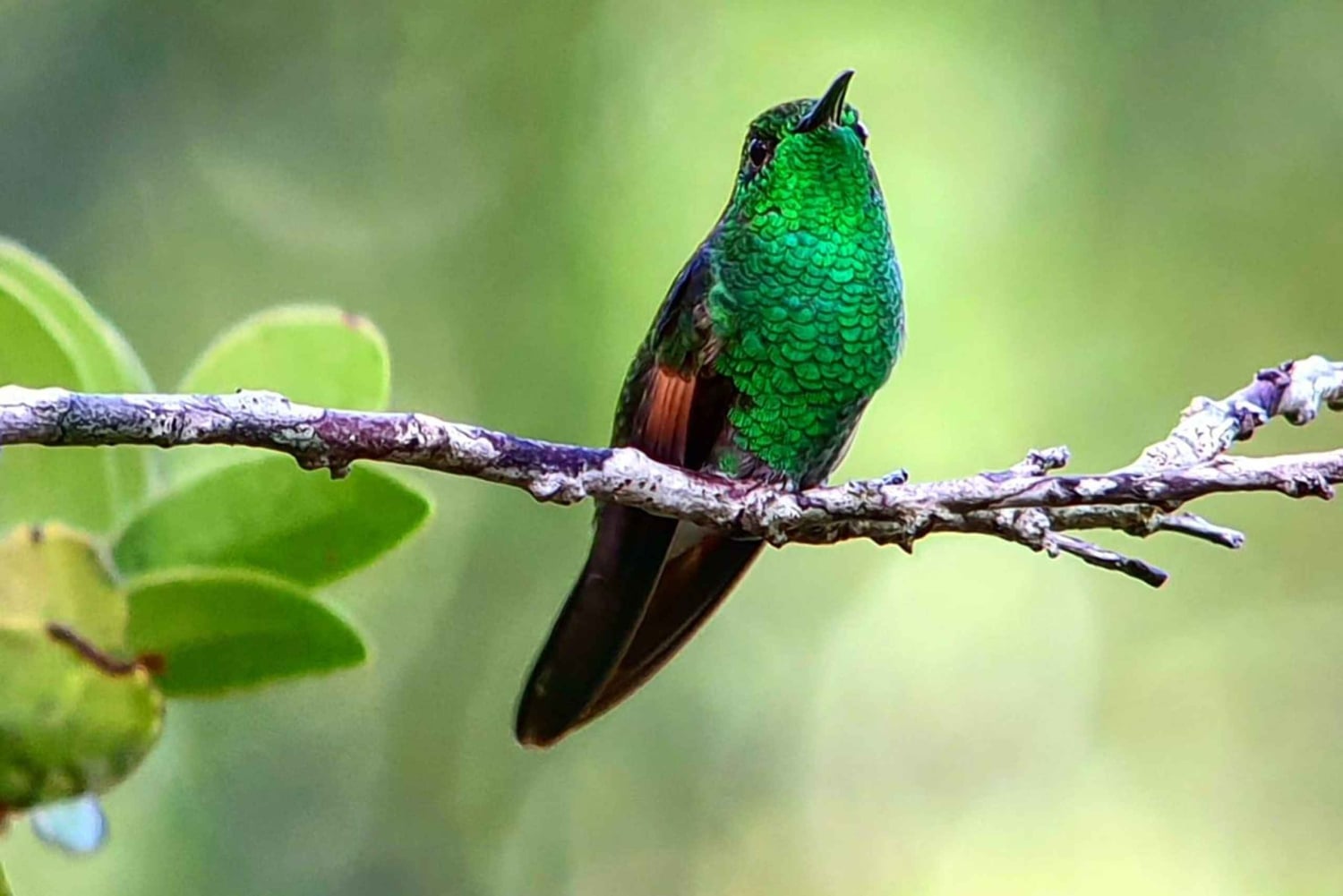 Fågelskådningstur i Curicancha-reservatet