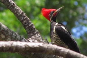 Curicancha: Reserve Birdwatching Tour