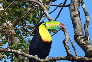 Curicancha: Reserve Birdwatching Tour