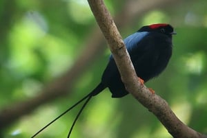 Fågelskådningstur i Curicancha-reservatet