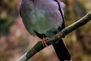 Fågelskådningstur i Curicancha-reservatet