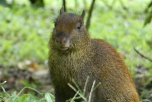 Fågelskådningstur i Curicancha-reservatet