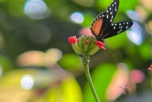 Fågelskådningstur i Curicancha-reservatet