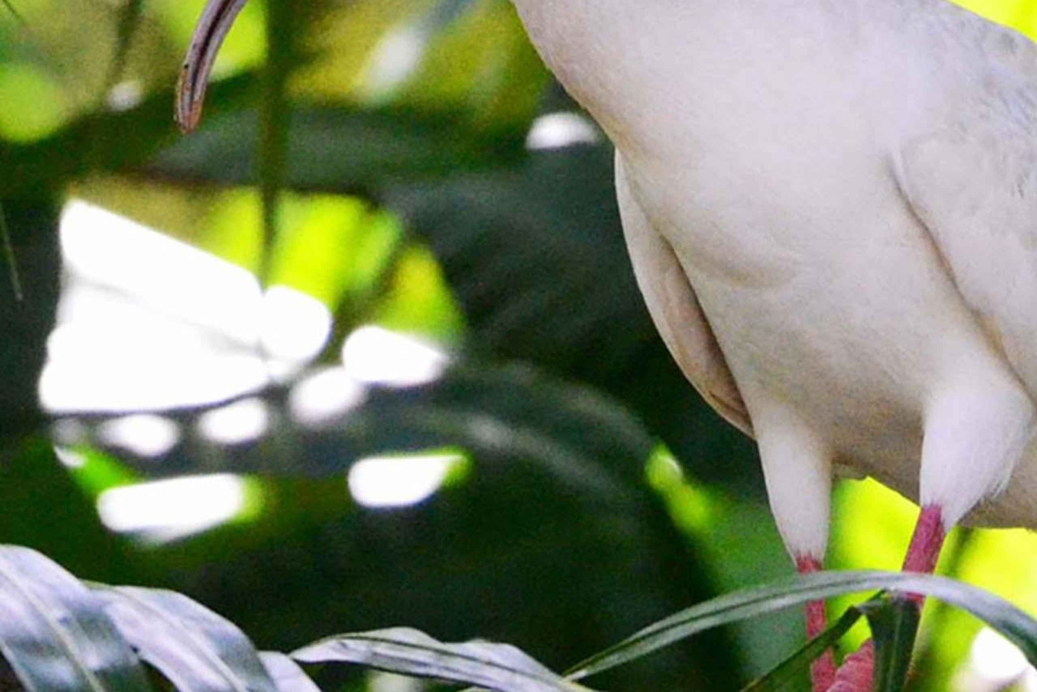 Damas Island: Mangroven-Bootstour