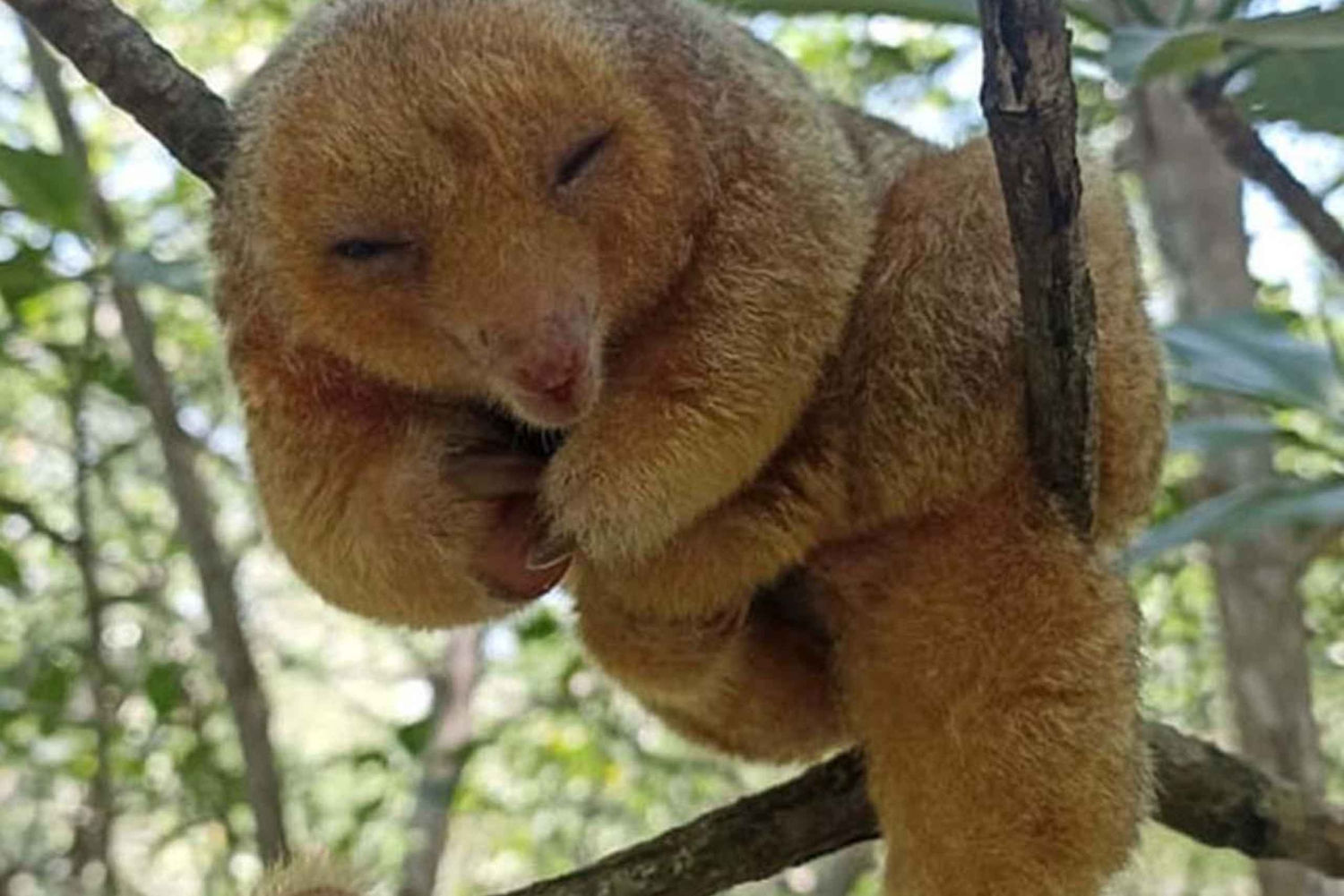 Damas Island: Mangroven-Bootstour