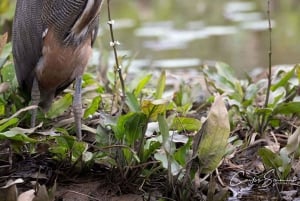Damas Island: Mangrove Boat Tour