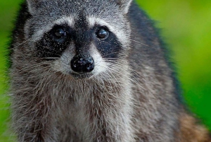 Damas Island: Mangroven-Bootstour