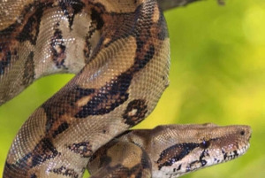 Damas Island: Mangroven-Bootstour