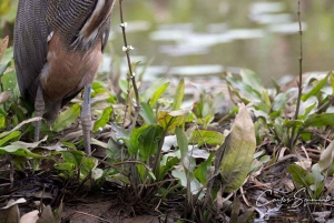 Damas Island: Mangroven-Bootstour