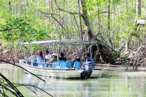 DELUX Mangrove Boat Tour wiyh Monkeys .live the experience.