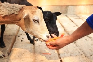 Diamante Eco Adventure Park: Costa Rican Cultural Experience