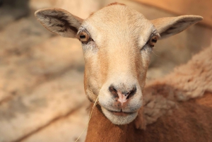 Diamante Eco Adventure Park: Costa Ricaanse culturele ervaring