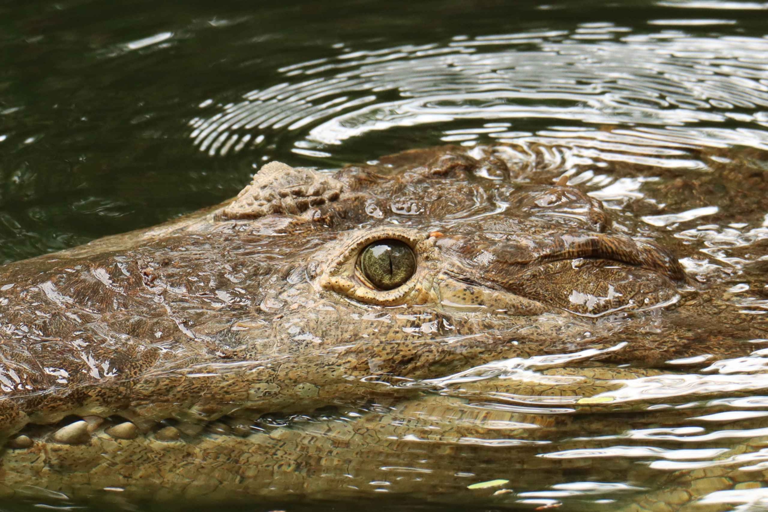 Diamante Eco Adventure Park: Wildlife Sanctuary Pass