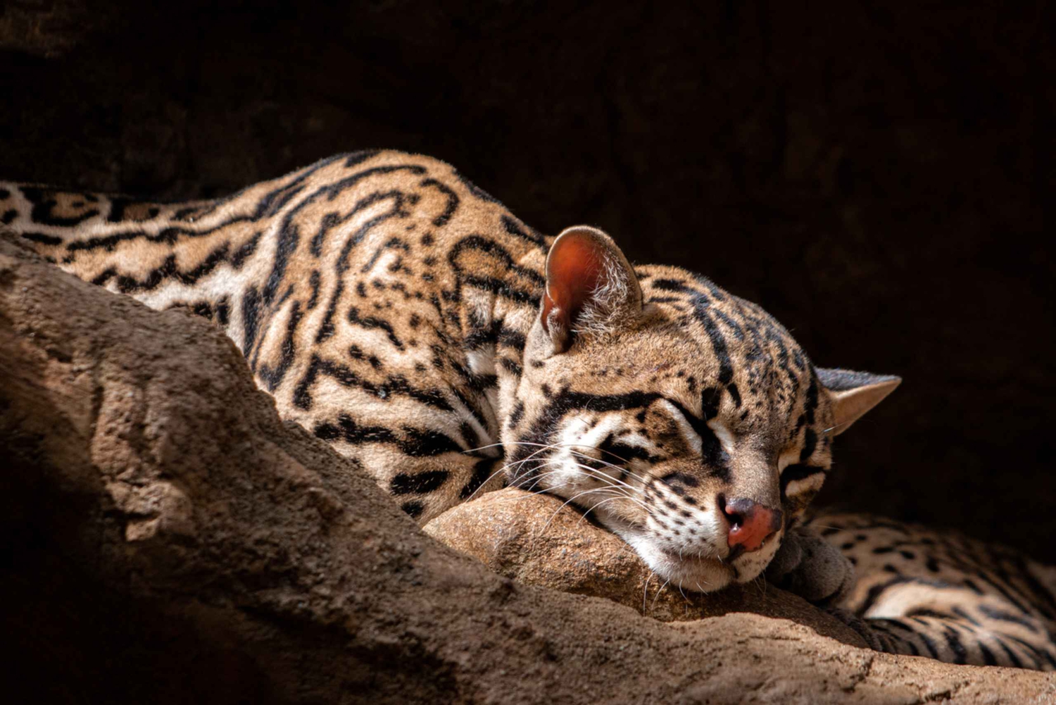 Diamante Eco Adventure Park: Wildlife Sanctuary Pass