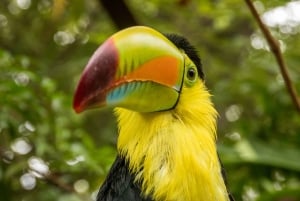 Diamante Eco Adventure Park: Wildlife Sanctuary Pass