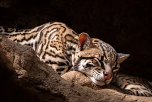 Diamante Eco Adventure Park: Wildlife Sanctuary Pass