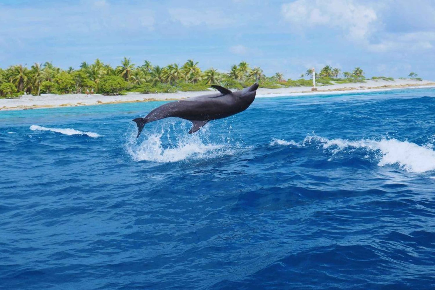 Sumérgete en el Paraíso: Delfín de Manzanillo, Snorkel y Comida