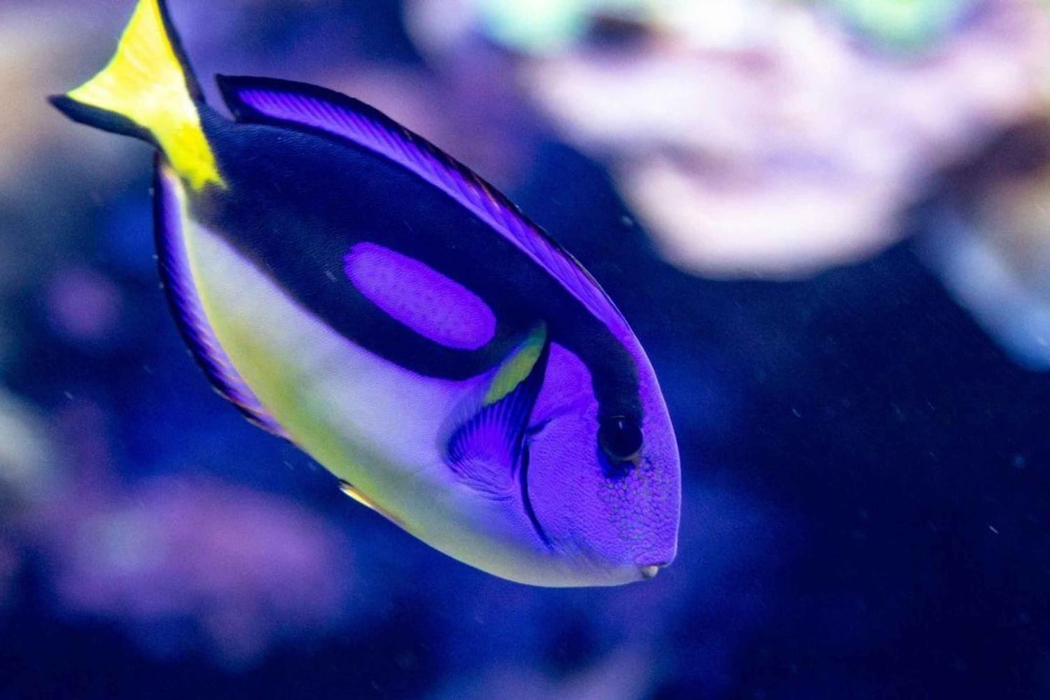 Sumérgete en el Paraíso: Delfín de Manzanillo, Snorkel y Comida